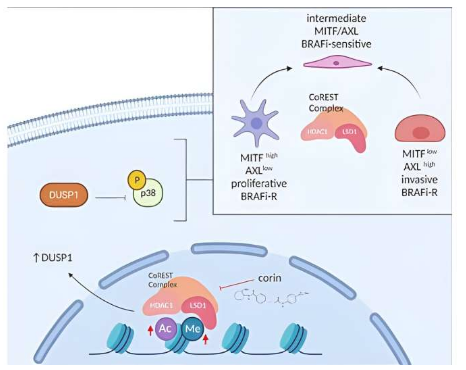 JCI:科學家識別出人類黑色素瘤耐受性的關鍵信號通路 JCI:科學家識別出人類黑色素瘤耐受性的關鍵信號通路