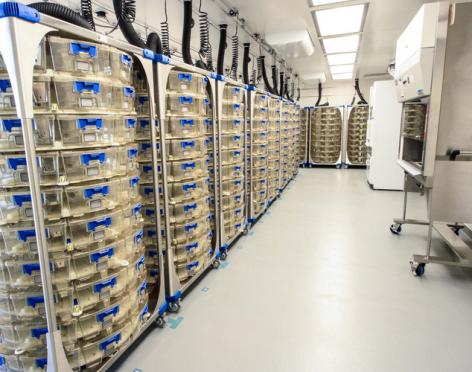 醫(yī)藥工程行業(yè)潔凈場所之SPF動物房IVC系統(tǒng)飼養(yǎng)環(huán)境設(shè)計  